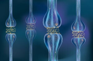 Synaptic Plasticity 6 Close up image of synapses between many neurons.