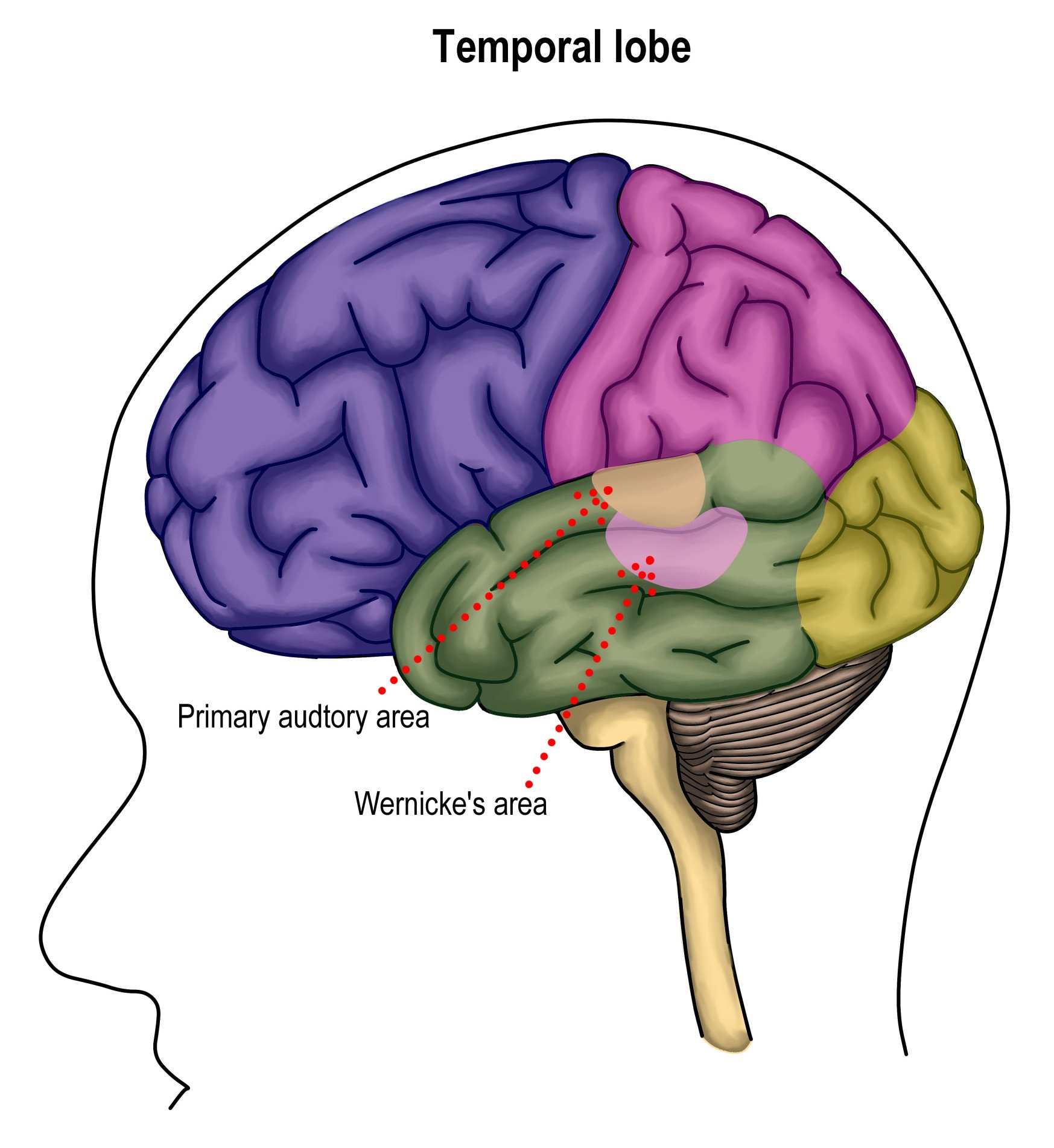 Temporal Lobe Temporal Lobe