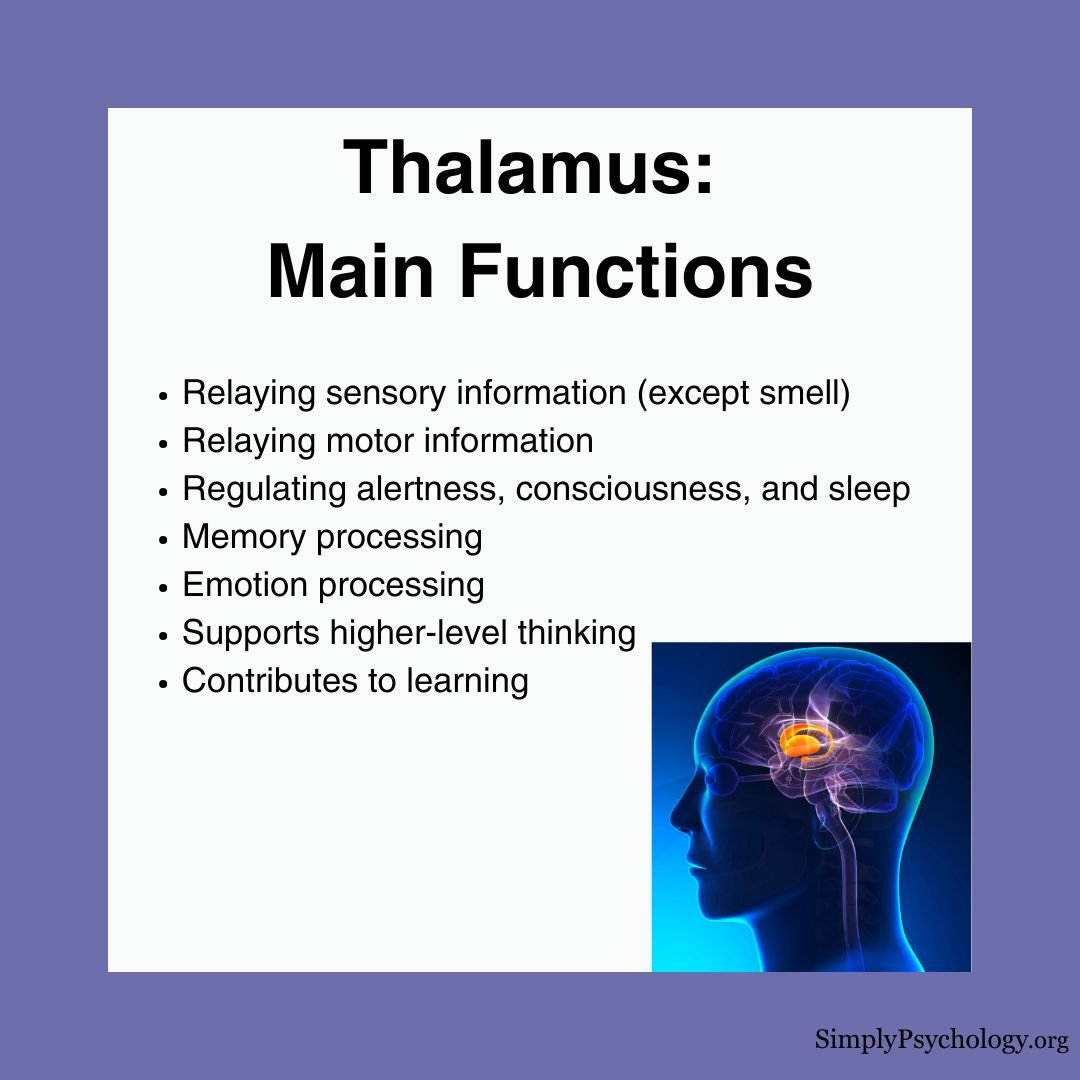 Thalamus Functions Thalamus: main functions: Relaying sensory information (except smell) Relaying motor information Regulating alertness, consciousness, and sleep Memory processing Emotion processing Supports higher-level thinking Contributes to learning