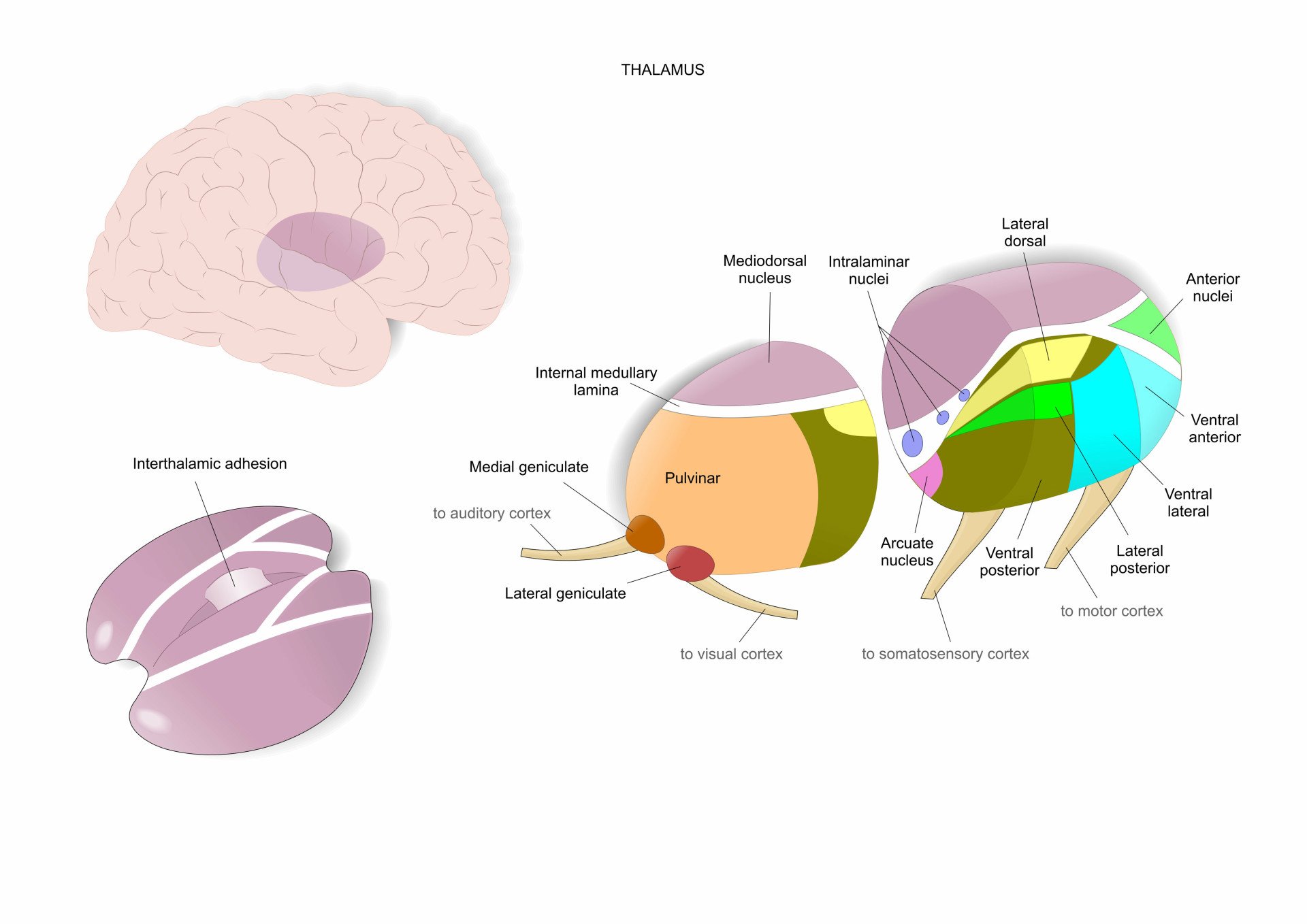 Thalamus Nuclei The thalamus, an inner part of the brain, and its main nuclei