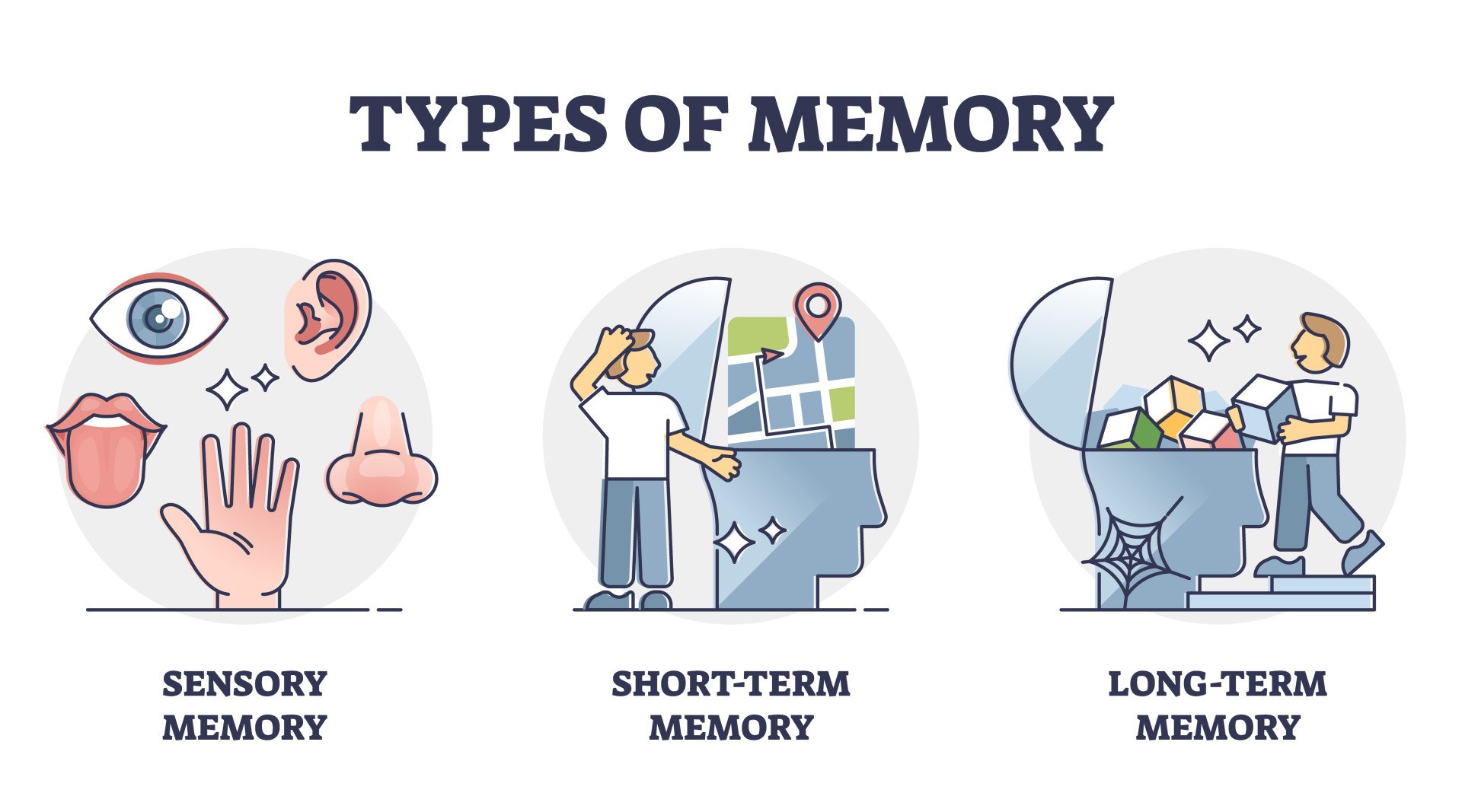 Multi-Store Memory Model: Atkinson and Shiffrin 2 Types of memory - sensory, short-term and long-term, vector outline diagram. Sensory information transferred and stored as memories. Cognitive science