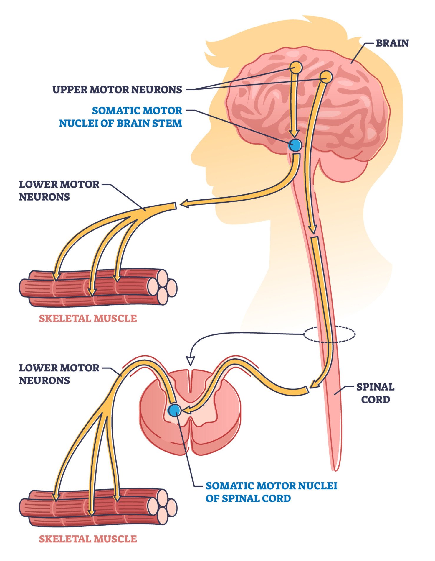 Upper and Lower Motor Neurons upper lower motor neurons