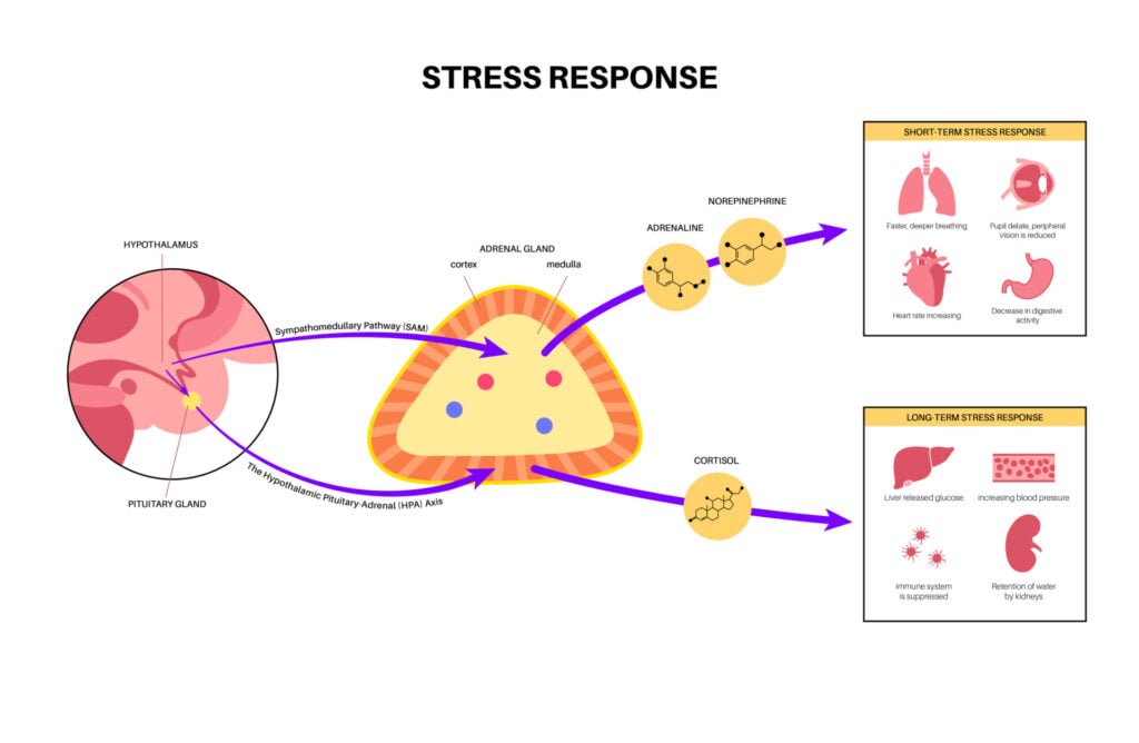 Hypothalamic-Pituitary-Adrenal Axis 2 what is the hpa axis
