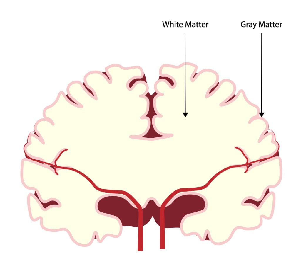 Gyri and Sulci of the Brain 2 White and Gray Matter anatomy
