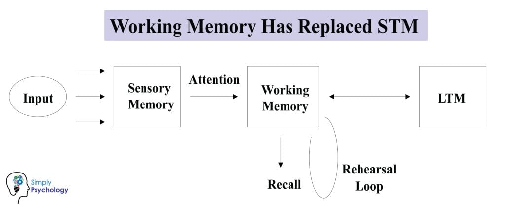 Multi-Store Memory Model: Atkinson and Shiffrin 4 Working Memory 1