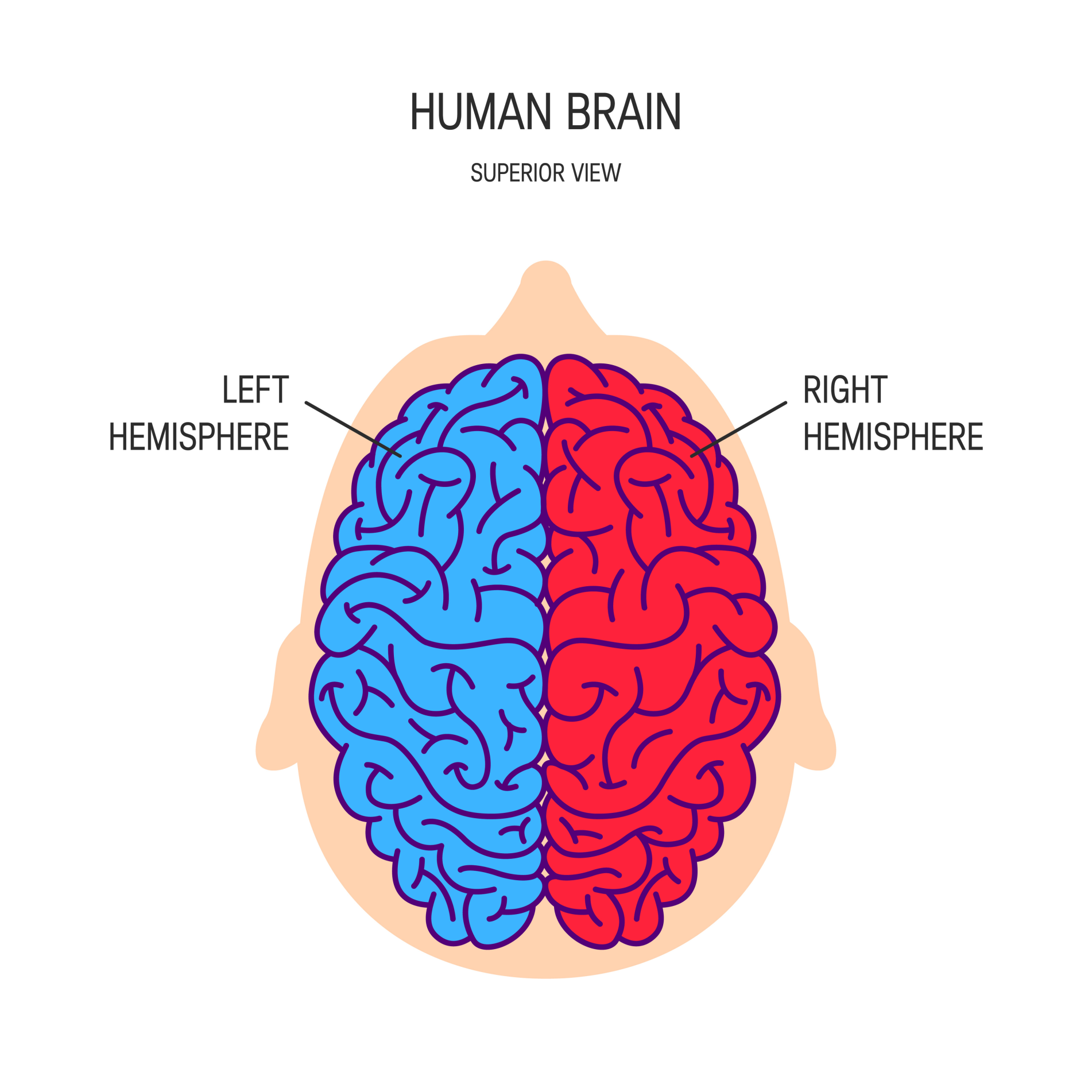 Cerebral Hemispheres CerebralHemispheres