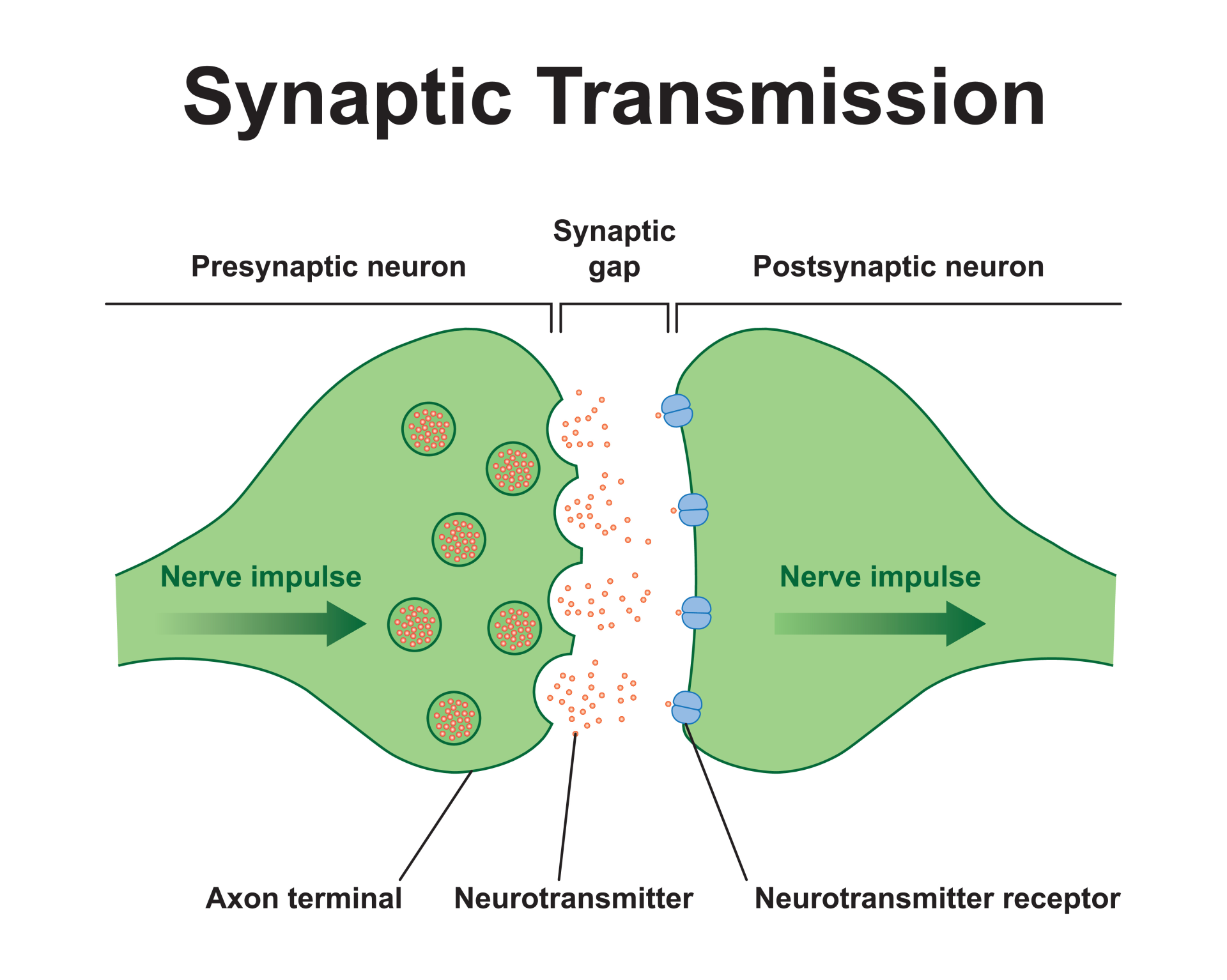 What is Neuroscience: Overview, History, & Major Branches 5 Process of chemical synaptic transmission