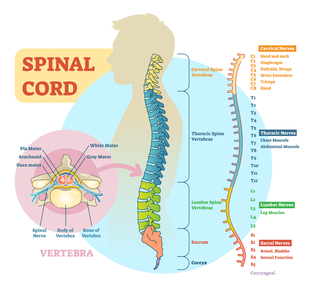 Structure and Function of the Central Nervous System 5 Diagram of the spinal cord