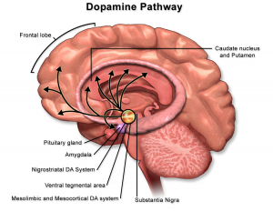 Brain Reward System 9 Dopamine Pathway