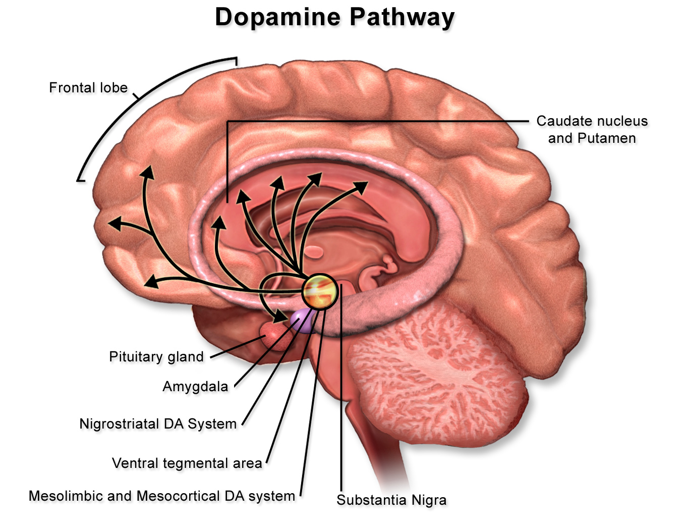 Dopamine_Pathway Dopamine Pathway