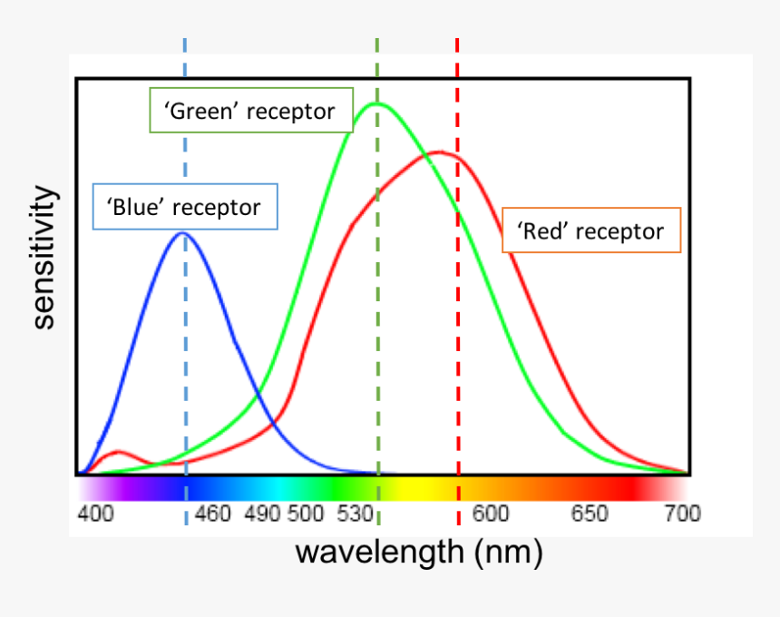 The Trichromatic Theory of Color Vision 1 This figure illustrates the different sensitivities for the three cone types found in a normal-sighted
individual.
