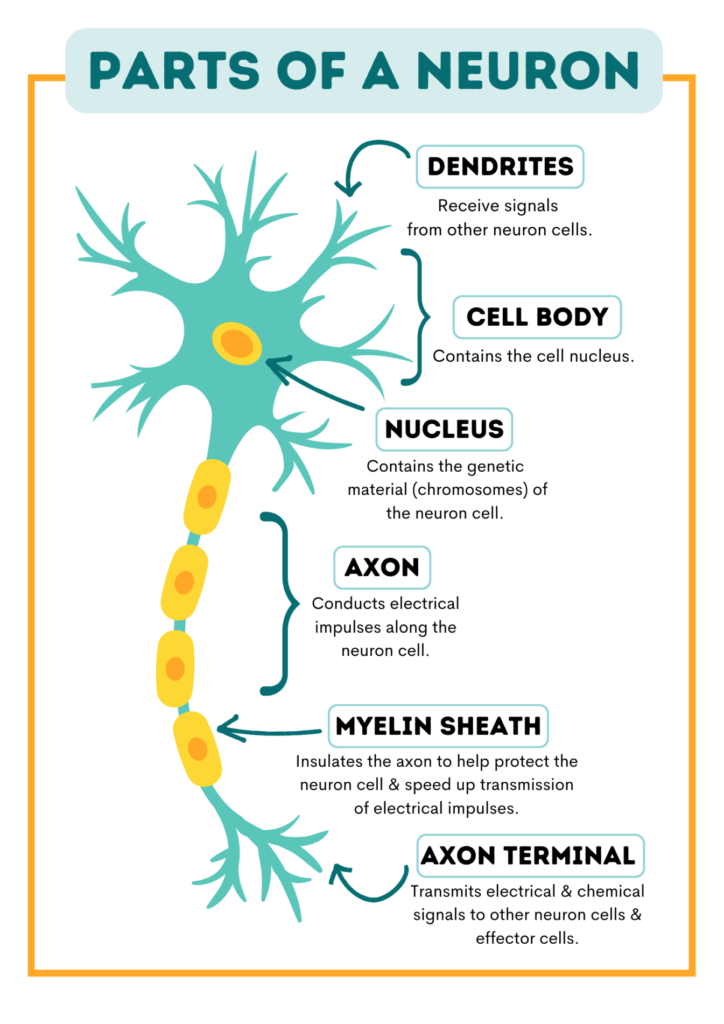 An Easy Guide to Neuron Anatomy with Diagrams 10 Parts of a Neuron Cell