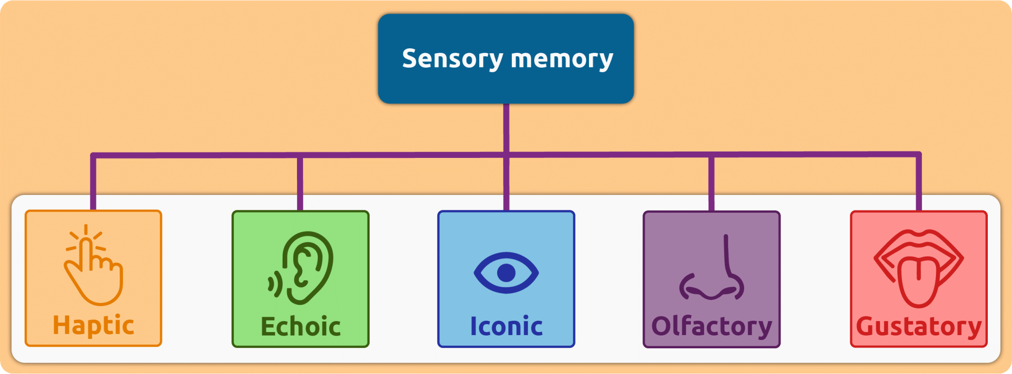 Sensory Memory In Psychology: Definition & Examples 2 sensory memory registers.