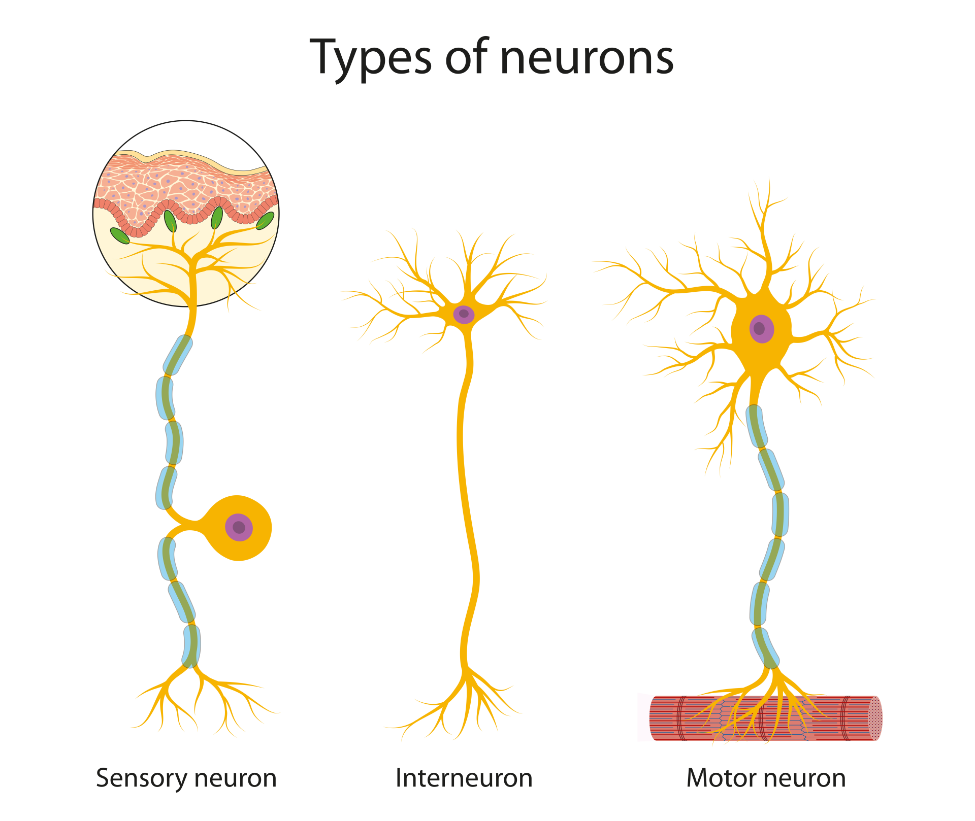 Types Of Neurons: Sensory, Interneuron & Motor Three main types of neurons: sensory, interneuron and motor