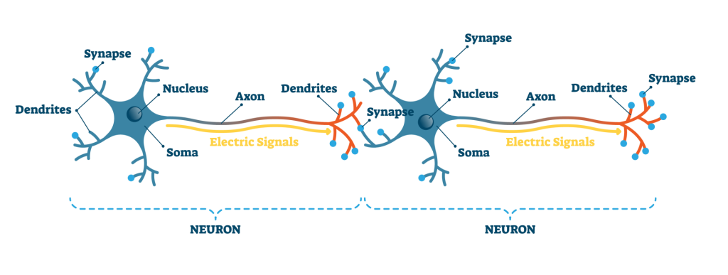 An Easy Guide to Neuron Anatomy with Diagrams 2 Neuron Synapse illustration. Connection between pre and post synaptic neuron illustration